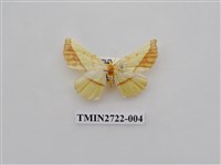 藏品(尺蛾276)的圖片